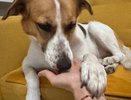 Верность у них в крови: 7 самых преданных пород собак по мнению кинологов - будут любить вас до последнего вздоха