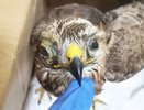 Жители Кирова спасают хищную птицу с черепно-мозговой травмой