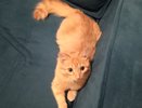 Кошка будит вас в 4 утра даже с полной миской: ветеринары шокированы настоящей причиной