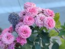 Не хотите возиться, но хотите красоту? Надоели петунии? Четыре проверенных сорта роз для открытого грунта, которые растут сами и удивляют соседей