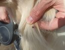 Роспотребнадзор сделал заявление о клещах в Кирове в разгар сезона