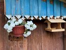 Петуния цветёт взахлёб до октября и не вянет даже в августовскую жару: вот что нужно обязательно сделать в мае