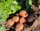 Почему целая картошка дает мелкий горох, а разрезанная — крупные клубни: объясняю механизм простыми словами