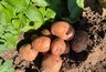 Почему целая картошка дает мелкий горох, а разрезанная — крупные клубни: объясняю механизм простыми словами