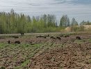 Кабаны в Афанасьевском районе громят могилы и огороды