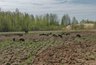 Кабаны в Афанасьевском районе громят могилы и огороды