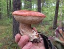Кировчане собирают в лесах первые подосиновики
