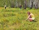 В кировских лесах пошли первые ягоды