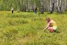 В кировских лесах пошли первые ягоды