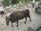 Что русским туристам нельзя делать в Абхазии - иначе местные разгневаются: 4 правила запомните раз и навсегда