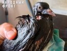 В Кирове гибнут птицы из-за грязной воды в реке