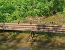 Бастрыкин взялся за дело о реке с умирающими птицами в Кирове