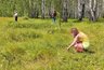 Землянику ведрами собирают жители Кировской области