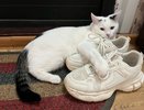 В гостях теперь разуваюсь без стеснения: 4 рабочих способа убрать запах из обуви за 5 минут