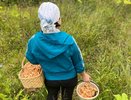 Кировчане собирают первые рыжики