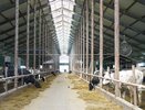 Три молочных комплекса со счастливыми и свободными коровами построят в Кировской области