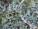 Мокрый снег и заморозки до −5°C: один из регионов России накрывает погодная аномалия — готовьтесь заранее