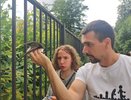 В Кирове начали падать стрижи: "По тельцу бегали кровососки"