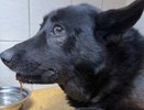 В Кирове гадюка укусила собаку на прогулке