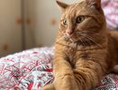 Почему кошки мяукают, когда с ними разговаривают: они нас понимают или просто манипулируют