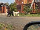 Два алабая-убийцы держат в страхе кировчан