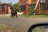 Два алабая-убийцы держат в страхе кировчан