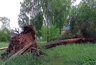 "Деревья вырывало с корнем": гроза с градом устроила хаос под Кировом