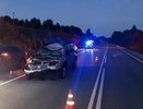 Лоси стали чаще выбегать на трассы Кировской области