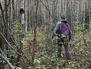 Пропавший в лесу грибник нашелся спустя две недели под Котельничем