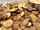 Лучший гриб леса, который все обходят стороной, а ведь он настоящий деликатес: очень вкусный и мясистый