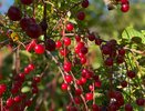 Многие считают её сорняком и топчут ногами: а ведь эта лесная ягода - настоящий деликатес и кладезь витаминов