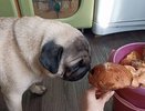 Не надо варить и не надо жарить: 5 видов грибов, которые можно есть сырыми - полный список