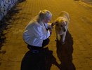 Выглядят как грозные хищники, а в душе - плюшевые игрушки: 5 самых добрых крупных пород собак