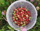 Забытая ягода из СССР, которую сейчас обходят стороной: а ведь по вкусу и пользе она затмит любую импортную чернику