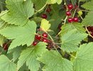 Лучшая ягода в саду, которую дачники обходят стороной: растет сама, плодоносит ведрами и слаще клубники