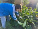 Дачникам Кирова выделили площадки для продажи собственного урожая