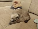 Кошка повернулась к вам задом? Не спешите обижаться — ветеринары раскрыли истинный смысл этого жеста
