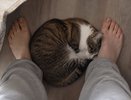 Кошка спит в ваших ногах не просто так: 5 ошибок хозяев, которые лишают ее чувства безопасности