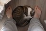 Кошка спит в ваших ногах не просто так: 5 ошибок хозяев, которые лишают ее чувства безопасности