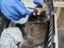 Кировчане борются за жизнь енота с несмыкающейся челюстью