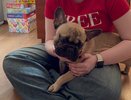Какие собаки не линяют летом: 3 породы, идеальные для аллергиков и чистоплотных хозяев