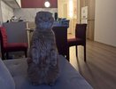 Топ-5 неприхотливых кошек для квартиры: идеальный выбор для занятых людей — берите на заметку