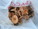 Как правильно чистить грибы и нужно ли это делать - запомните раз и на всю жизнь и подружкам расскажите