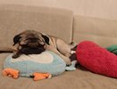 7 пород собак для квартиры: для тех, кто терпеть не может лай и шерсть по всему дому