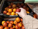 В апельсинах с кировских прилавков нашли вредителя