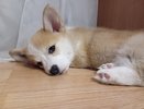 Собаки, которые всегда остаются щенками: топ-5 карликовых и миниатюрных пород