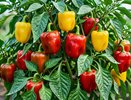 Перец вырастет размером с кулак: 3 этапа подкормки, которые работают безотказно