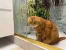 5 пород кошек для тех, кто любит обниматься: самые ласковые и ручные мурлыки