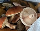 Не солить и не мариновать: учёный рассказал, что сделать с грибами, чтобы сохранить вкус, белок и полезные вещества