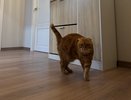 Почему кошка резко начинает бегать по квартире вечером: это не просто игра